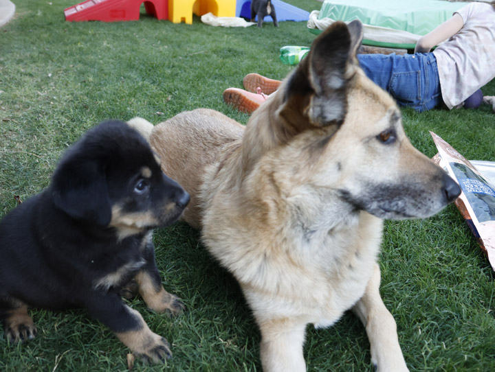 chinook dog